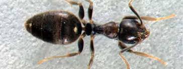We guarantee all of our we have over 25 years experience controlling pests in the north shore and on the northern beaches. Organic Natural Pest Control Services In The Northern Beaches Homeimprovement2day