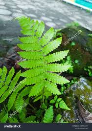 Image result for Deparia