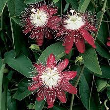Pin On Passionflower