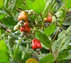 Health Benefits Of Cashews Medicinal Herbs Greek Cookies Cooking Dinner