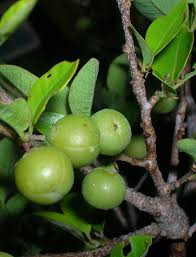 Image result for Margaritaria