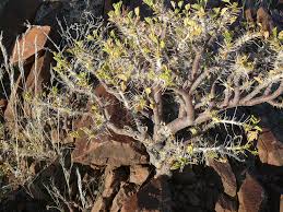 Image result for Commiphora angolensis