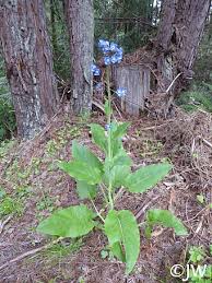 Image result for Rhipidoglossum eggelingii