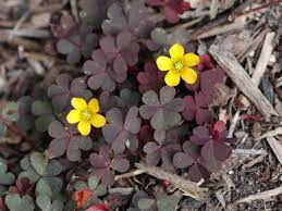 Check spelling or type a new query. Recognising Common Garden Weeds Annual Weeds