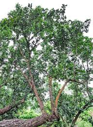 Image result for Calophyllum inophyllum