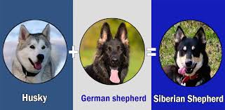 The happiest, healthiest pups guaranteed. Top 12 German Shepherd Cross Breeds Dogmal Com