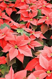 10 Best Christmas Plants And Flowers Plus How To Make Them Thrive Til Santa Arrives Christmas Plants Flowers Nature Flower Pot Design