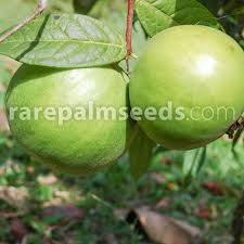 Image result for Aristida stipitata