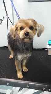 Bookman Farms Pet Care