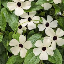 Image result for Thunbergia annua