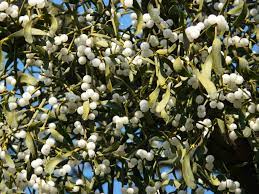 It does, however, provide some of its own nutrients through photosynthesis. Think About It Thursday Where Does Mistletoe Grow