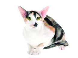 Looking for oriental longhair cat breeders or oriental shorthair cat breeders, then take a look at this extensive list of cat breeders from the united states, the united kingdom, south africa, europe, canada and australia. Oriental Short Hair Cat Breed Profile Petfinder