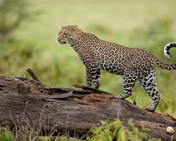 Image of Leopards in the Masai Mara