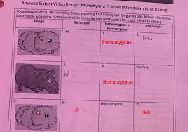 Hairless copy of amoeba sisters video questions amoeba video recap : Solved Amoeba Sisters Video Recap Monohybrid Crosses Mendelian Amoeba Sisters Video Recap Monohybrid Crosses Mendelian Inheritance Vocabulary Course Hero