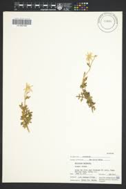 Image result for Afrosciadium nyassicum