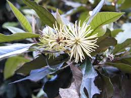 Image result for Trichocladus