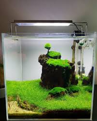 Crafting an aquascape with depth can be tricky in an aquarium due to the width of most aquariums. Aquascape Zone Information Aquascape Shrimp Tank Ideas