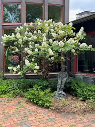 Image result for Hydrangea quercifolia