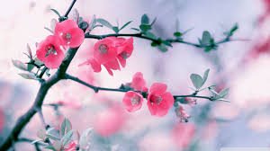 Pin By Pudi Ravi On Scenery Pink Flowers Wallpaper Beautiful Pink Flowers Flower Wallpaper