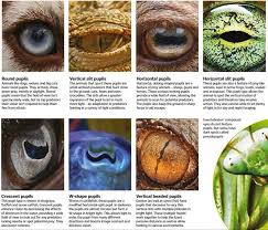 Guide To What Different Shaped Pupils Do As Well As The Animals Which Have Them Coolguides In 2020 Types Of Animals Interesting Things Eyes