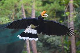 Burung ini sendiri memiliki nama latin buceros, yang artinya tanduk sapi seperti bentuk paruhnya. Burung Enggang Paruhnya Yang Cantik Banyak Diburu Orang Minews Id