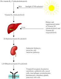 Vitamin D Vitamin D Doctor Medical Mammary Gland