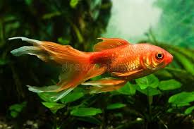 Check spelling or type a new query. 3 199 Goldfish Wild Photos Free Royalty Free Stock Photos From Dreamstime