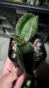 Image result for Sansevieria sinus-simiorum