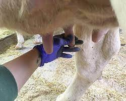 Do You Milk With Both Hands