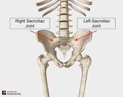 These muscles, including the gluteus maximus and the hamstrings, extend the thigh at the hip in support of the body's weight and propulsion. Lower Back And Hip Pain 7 Frequently Overlooked Causes