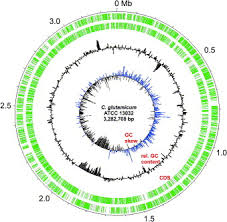 Engine oil stabilizer, 1 quart (psl13032) by prolong®. The Complete Corynebacterium Glutamicum Atcc 13032 Genome Sequence And Its Impact On The Production Of L Aspartate Derived Amino Acids And Vitamins Sciencedirect