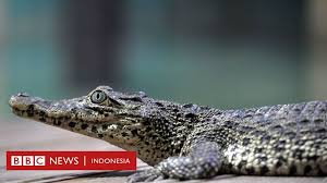 We did not find results for: Buaya Peliharaan Mendiang Fidel Castro Gigit Pria Swedia Bbc News Indonesia