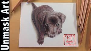 Chocolate lab drawing step by step. How To Draw A Chocolate Labrador Puppy Colored Pencil Drawing Time Lapse Youtube