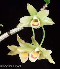Dendrobium Catenatum Beautiful Orchids Orchids Plants