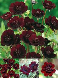 Visit To Buy Rare Chocolate Cosmos Flower Seeds Blooms All Summer Long And Has Rich Scent Like Chocolat Chocolate Cosmos Flower Chocolate Cosmos Rare Flowers