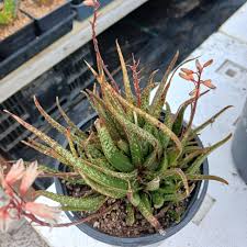 Image result for Aloe barendii
