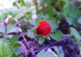 Image result for Duchesnea indica