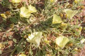 Image result for Grielum