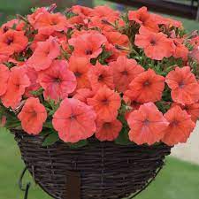 Petunia Orange Punch Annual Plants Thompson Morgan Annual Plants Plants Petunia Flower