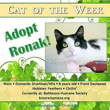 Cat Of The Week Ronak Cats Animal Rescue Humane Society