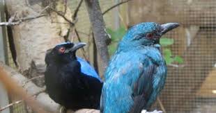 Bulu burung merak jantan lebih indah dibandingkan dengan burung merak betina. Harga Burung Cucak Biru Terbaru September 2020 Terlengkap