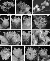 Image result for Cuscuta kilimanjari