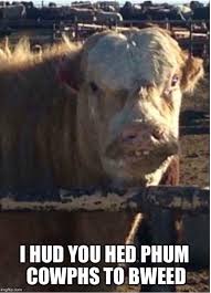 Pin By Tina Palmer On Meme 5 Animals Memes Cow