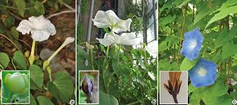 Image result for Ipomoea violacea
