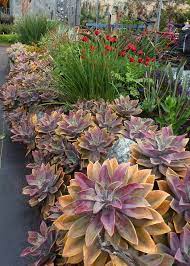 Maybe you would like to learn more about one of these? Graptoveria Fred Ives Buy Online At Annie S Annuals