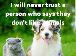 I Don T Trust People That Don T Like Animals Animal Lover Quotes Like Animals Animal Lover