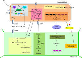 Learn vocabulary, terms and more with flashcards, games and other study tools. Symbiotic Nitrogen Fixation And The Challenges To Its Extension To Nonlegumes Applied And Environmental Microbiology