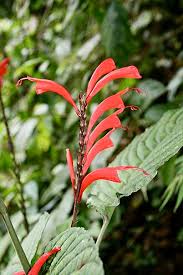 Image result for Brachystephanus calostachyus