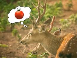 Once in a carrot garden, deer will dig up the carrots and eat them. Do Deer Eat Tomatoes And Tomato Plants