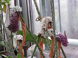 Image result for Anchomanes